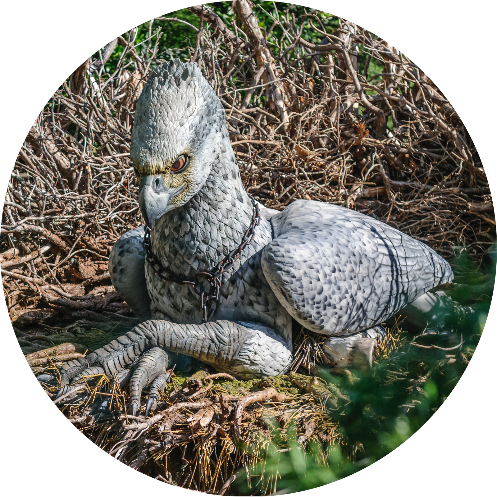 Flight of the Hippogriff Fast Fact Image 1 of a Hippogriff lying in the grass.