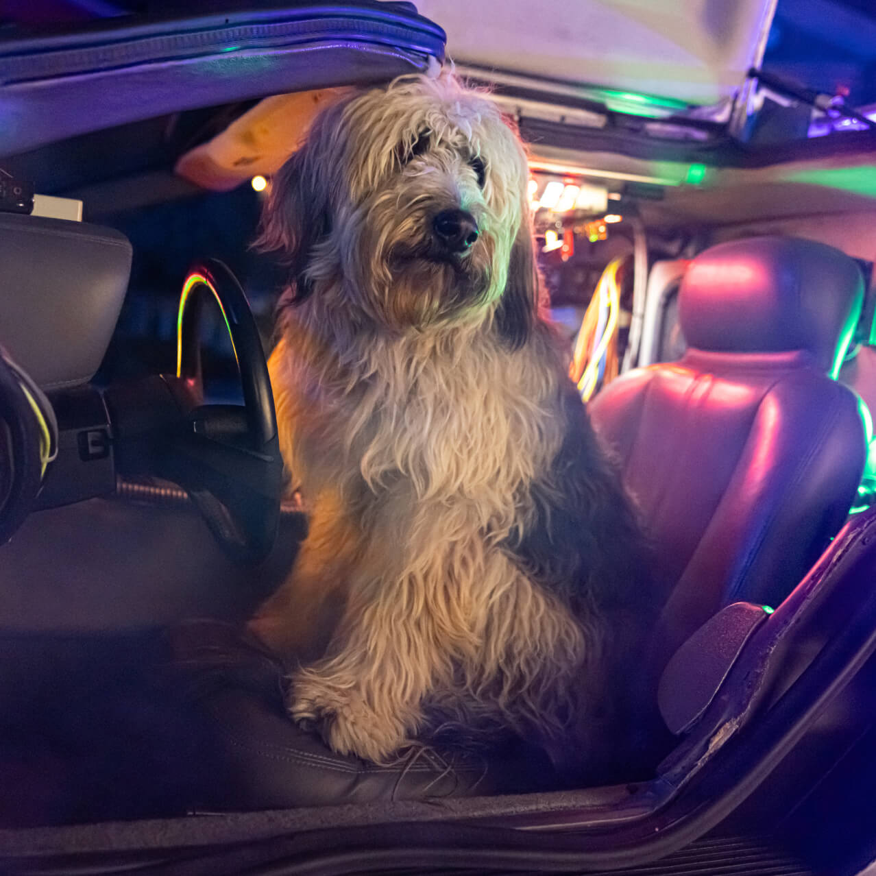 A shaggy dog sitting in the drivers seat of a vehicle with the door open and neon lights in the background.